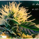 2.9- 31 días a 12/12: Calentando motores dentro del cultivo de marihuana