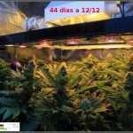 2.11- 44 días a 12/12: actualización general del cultivo de marihuana