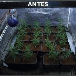 4- Cultivo de marihuana coco y choco esquejes clones élite: esto marcha