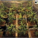 Cultivo de marihuana coco y choco esquejes clones élite: Comienza Floración