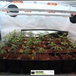 3- Cultivo de marihuana coco y choco: crecimiento y nutrición de esquejes