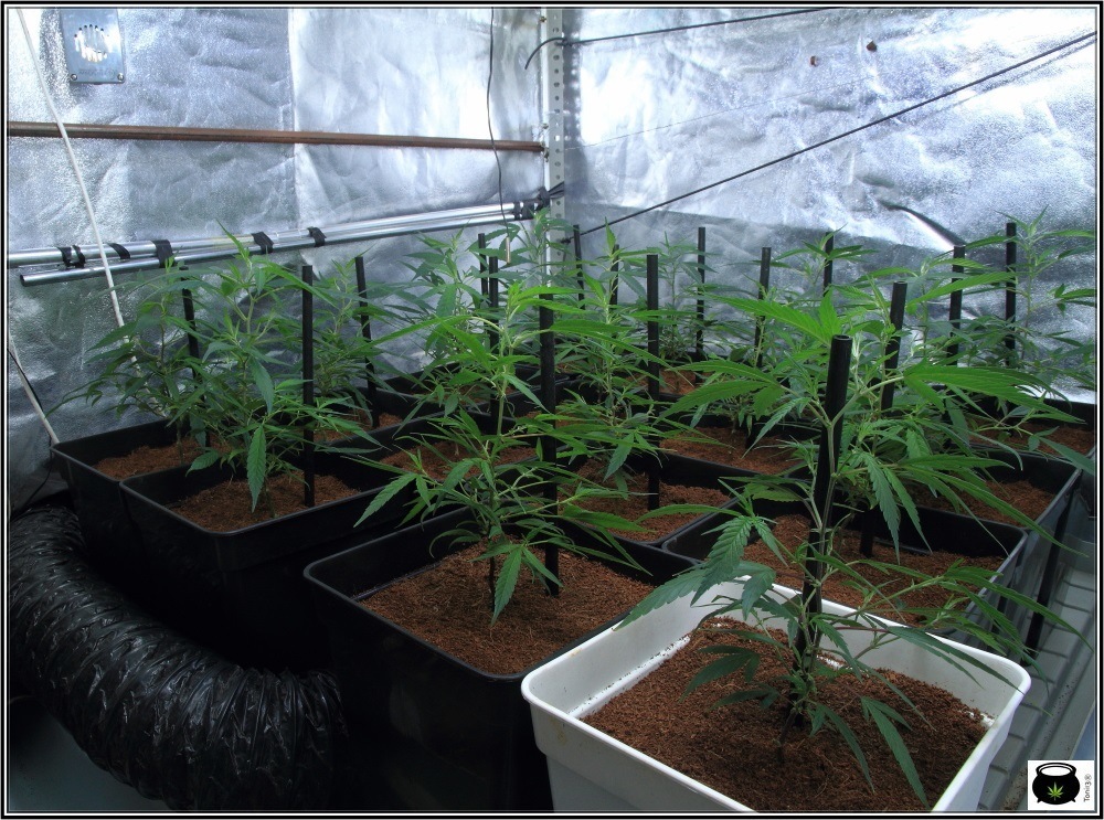 cultivo-de-marihuana-coco-y-choco-crecimiento-y-nutricion-armario-interior