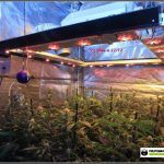 8- Cultivo de marihuana coco y choco esquejes: tercera semana floración
