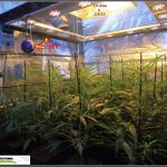 7- Cultivo de marihuana coco y choco esquejes: segunda semana a 12/12