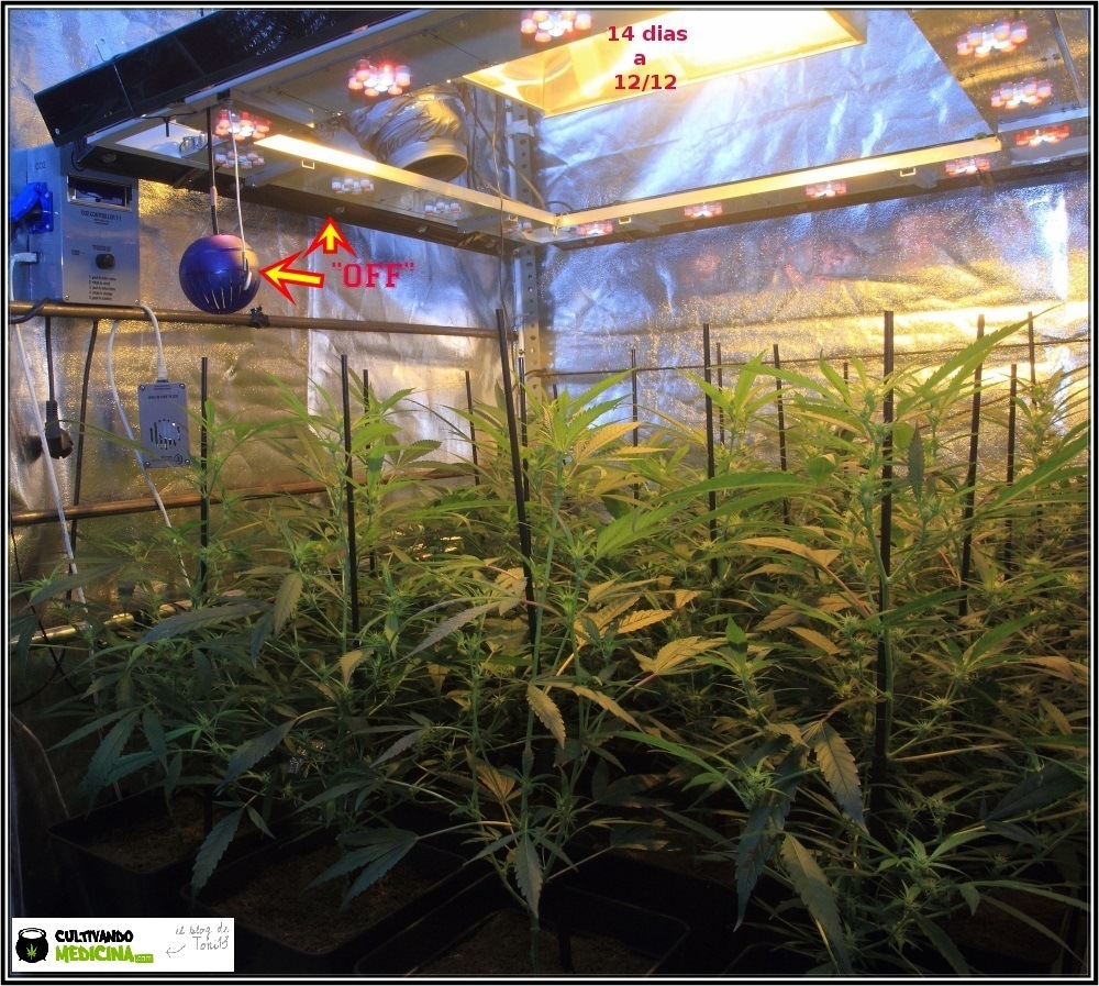Cultivo de marihuana coco y choco: segunda semana a 12/12-floracion-1