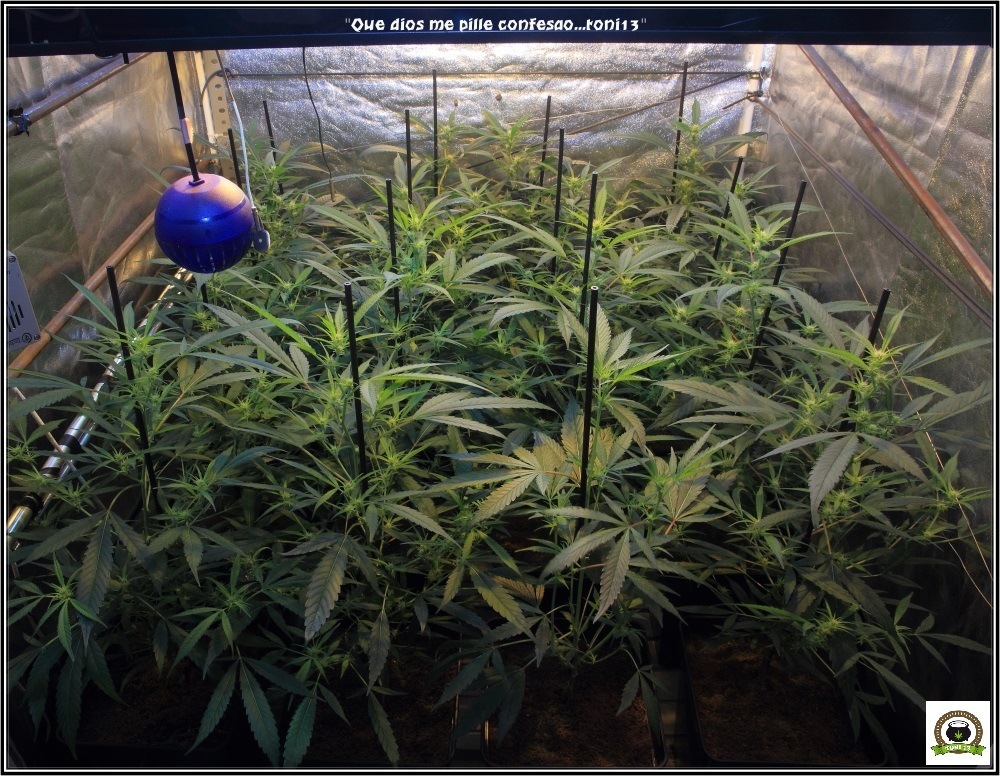 Cultivo de marihuana coco y choco: segunda semana a 12/12-vista-general-frontal