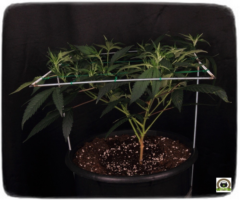 Llenando la malla SCROG modular marihuana, paso a floración-4