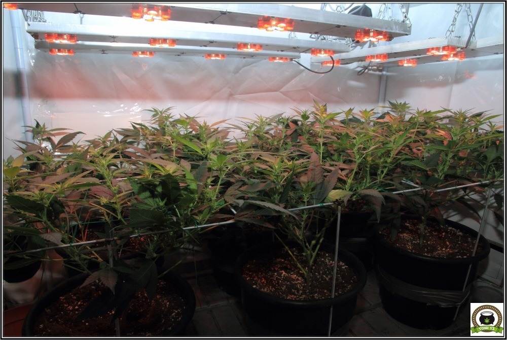 scrog-modular-cultivo-marihuana-led-2