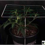 4- SCROG modular: Haciendo 6 partes iguales en el cultivo de marihuana