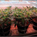 5- Llenando la malla, el cultivo de marihuana pasa a floración