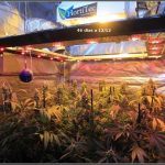 11- Cultivo de marihuana coco y choco de esquejes: Lavado de raíces