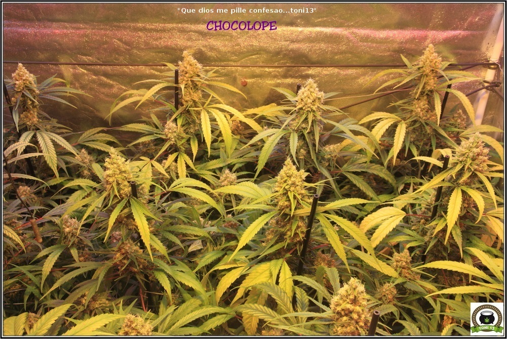 cultivo-marihuana-proximamente-lavado-de-raíces-3