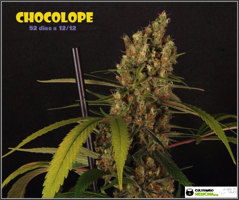 chocolope-marihuana-weed-cogollo-detalle-3