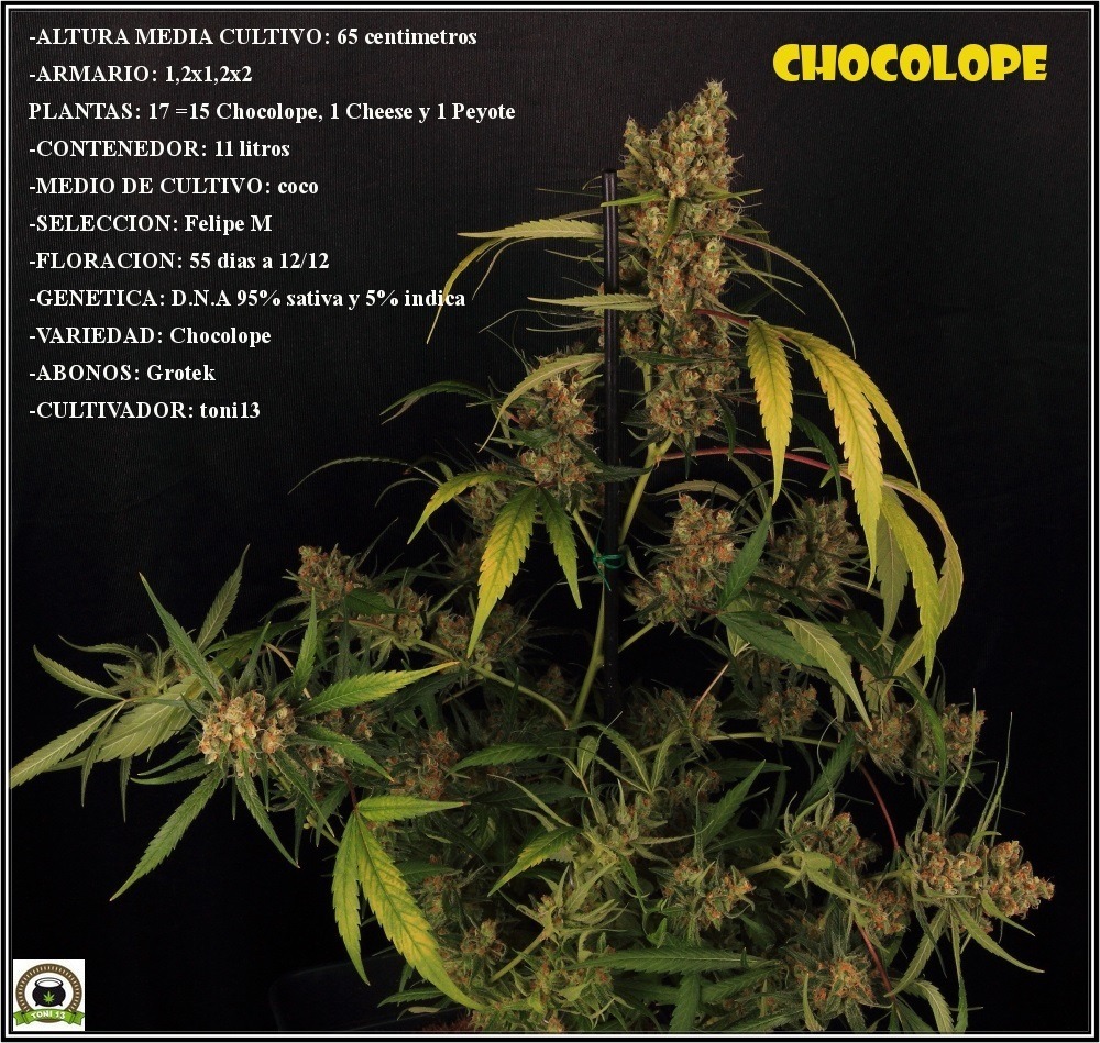 Chocolope-grow-datos-completos
