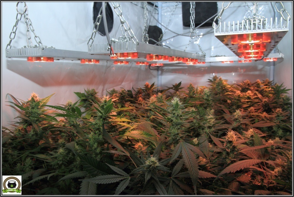 seguimiento marihuana interior se aproxima lavado de raíces: 42 días a 12/12-2