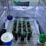 3- El cultivo de marihuana de variedades índicas empieza a despegar