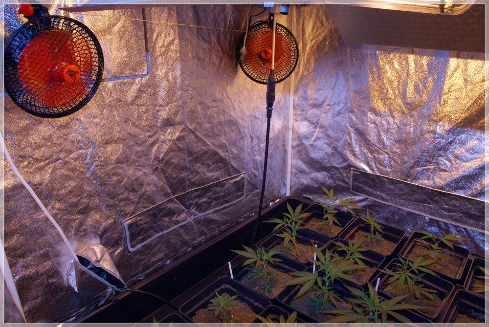 Prevención en cultivo marihuana-2