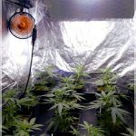 2- Matanuska and Cheese: Comienza la floración en el cultivo de marihuana