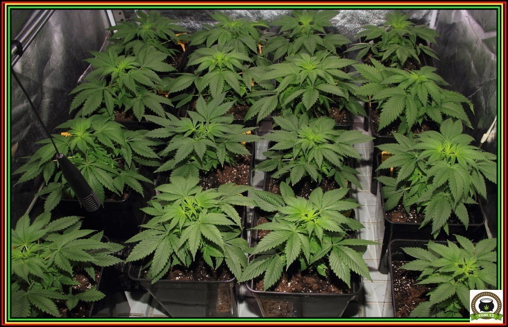 Macetas cuadradas negras en cultivo de interior de marihuana