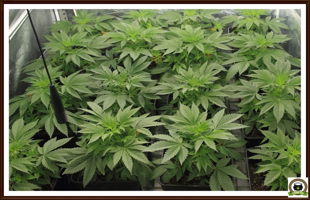 Fotoperiodo en plantas de marihuana de interior
