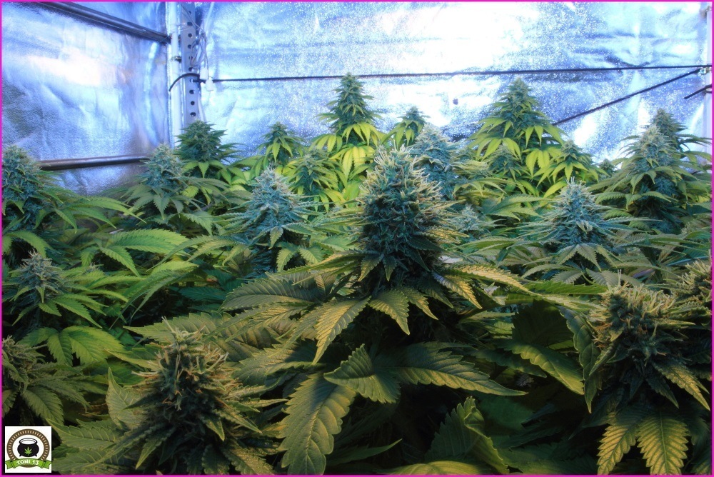 plantas de marihuana con un plan de nutricion adecuado-2