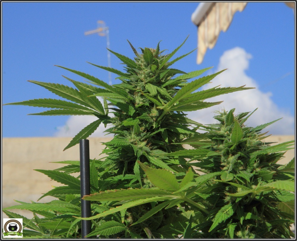 Cómo cultivar marihuana en exterior: Lugares y situaciones. Cultivo de marihuana en balcón.