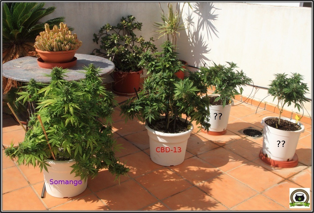 Maceta con marihuana redondas en cultivo de exterior