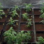 Triple ensayo – Estrés lumínico en plantas de marihuana