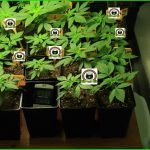 9- Crecimiento vegetativo: días del 21 al 25