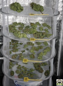 armario de secado de marihuana en seguimiento