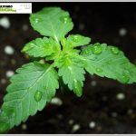 7- Crecimiento vegetativo, comienza a crecer