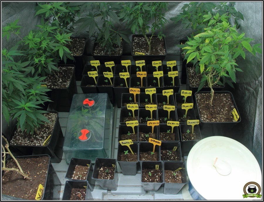 Propagador en invernadero de cultivo de marihuana 2