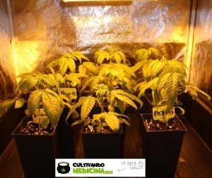 cultivo de marihuana pequeño Sodio LED 1