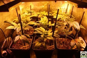 Poda bajera y abonando del cultivo de interior de marihuana en armario pequeño 4