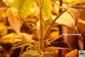 supercropping en planta de marihuana de cultivo de interior