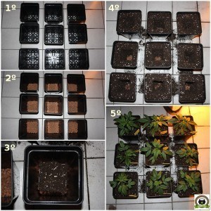cultivo de marihuana pequeño Sodio LED 3 transplante de plantas
