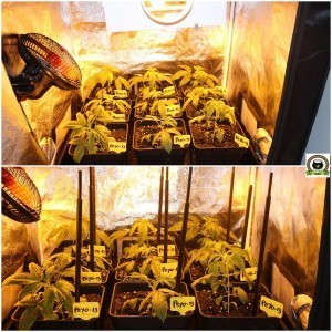 cultivo de marihuana pequeño Sodio LED 4