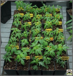 Cultivo de marihuana sano sin mosca del mantillo