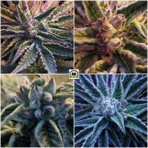 tricomas de plantas de marihuana en cultivo de interior 2