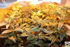 Peyo-XIII Stars El despertar de la Huerta IV Cuarta semana de floración del cultivo de marihuana 2