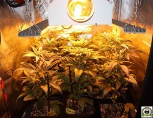 Peyo-XIII Stars El despertar de la Huerta IV Cuarta semana de floración del cultivo de marihuana 3