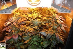 Peyo-XIII Stars El despertar de la Huerta V Día 28 de floración del cultivo de marihuana 1