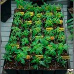 Mosca del mantillo en cultivos de marihuana – Detección y tratamiento