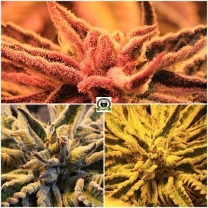 Diferentes plantas de marihuana con tricomas preparadas para cosechar