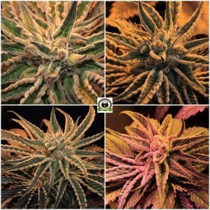 Diferentes plantas de marihuana con tricomas preparadas para cortar