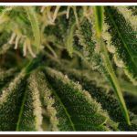 25- floración días cultivo de marihuana maestro 32 a 36