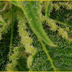 27- Floración del cultivo de marihuana maestro días 41 a 43