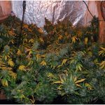 5- Cheeselandia, final de cultivo de marihuana