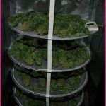 32- Secado del cultivo de marihuana maestro y otras cosillas