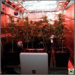 Deshumidificador en cultivos de marihuana, cuándo utilizarlos